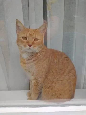 Lost cat in York, PA, 17404