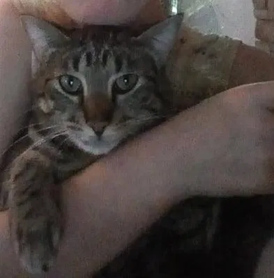 Lost cat in Athens, TX, 75751