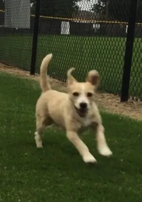 Lost dog in Oklahoma City, OK, 73139