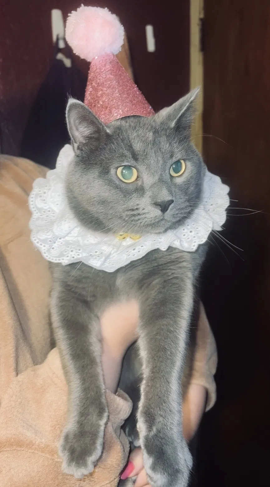 Lost cat in Morgantown, WV, 26508