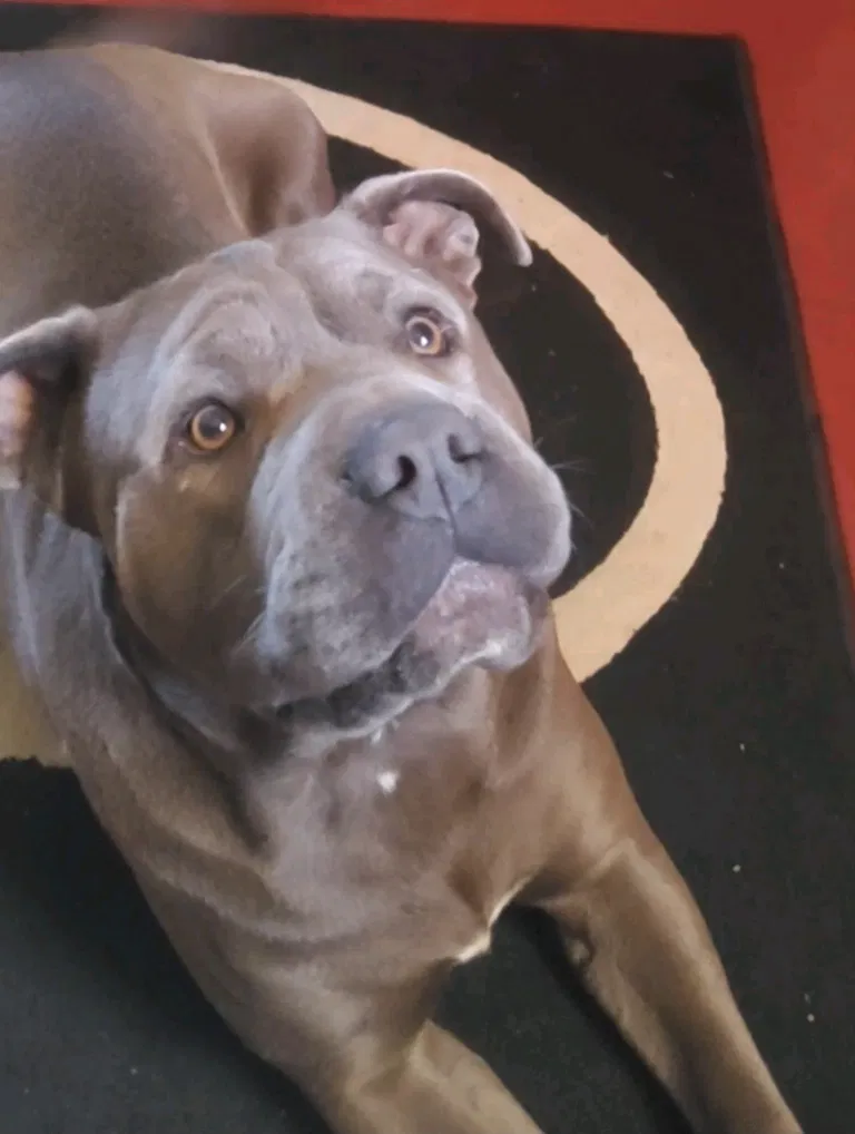 Lost dog in Anderson, SC, 29621