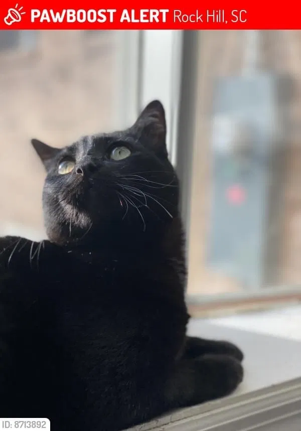Lost cat in Rock Hill, SC, 29732
