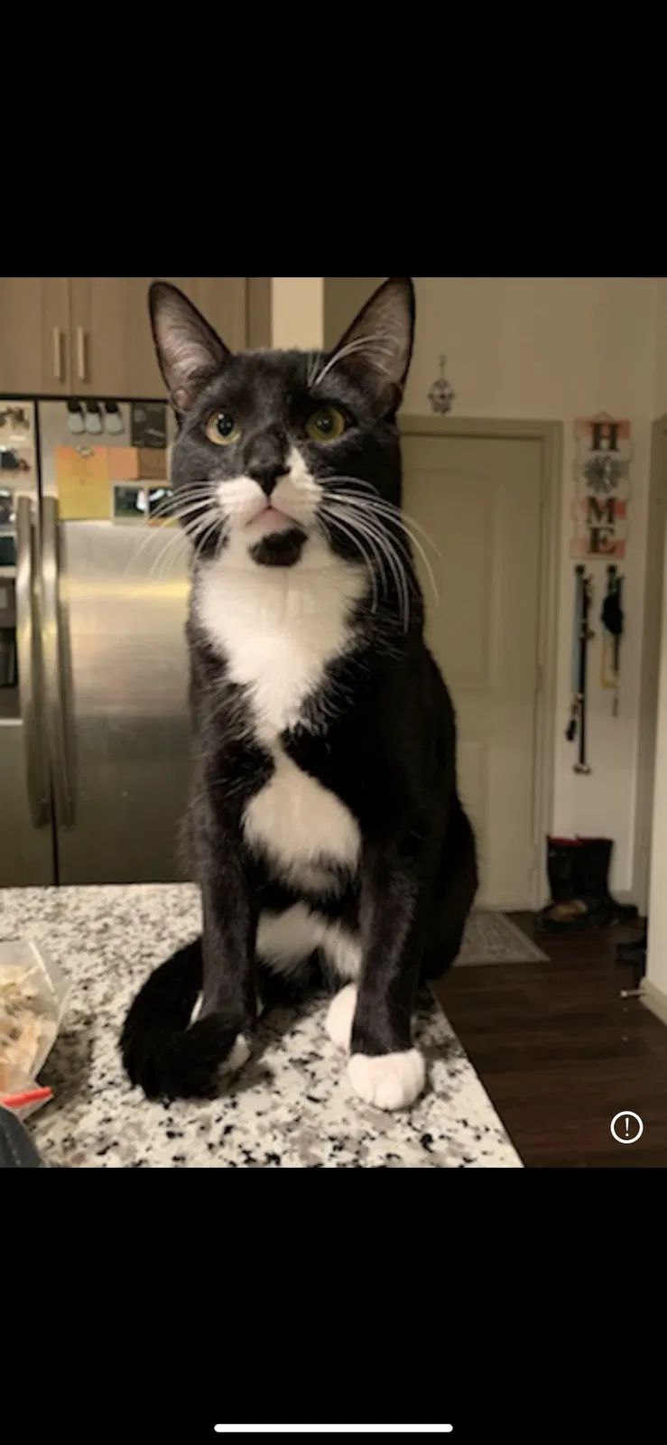 Lost cat in Kingwood, TX, 77345