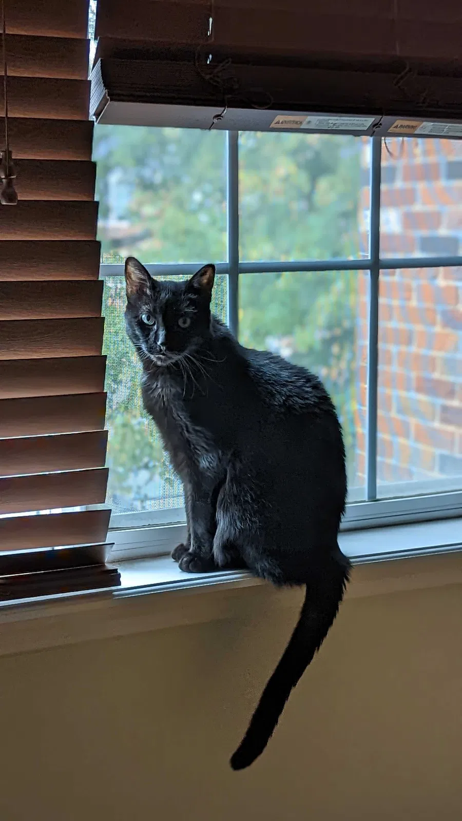 Lost cat in Bloomfield Hills, MI, 48304