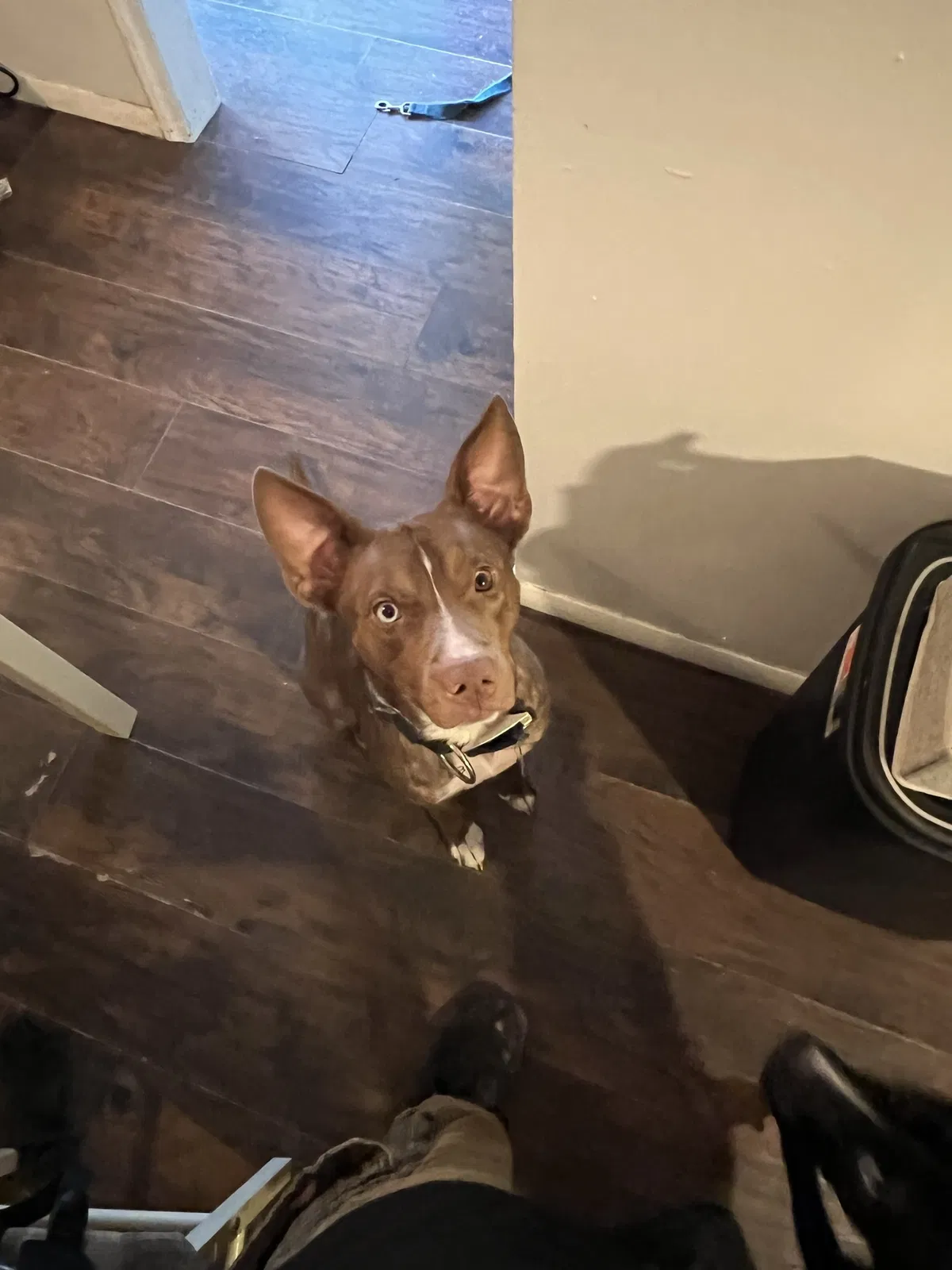 Lost dog in Tulsa, OK, 74129