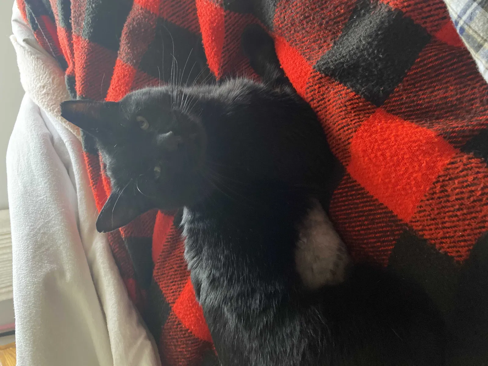 Lost cat in Pittsburg, CA, 94565