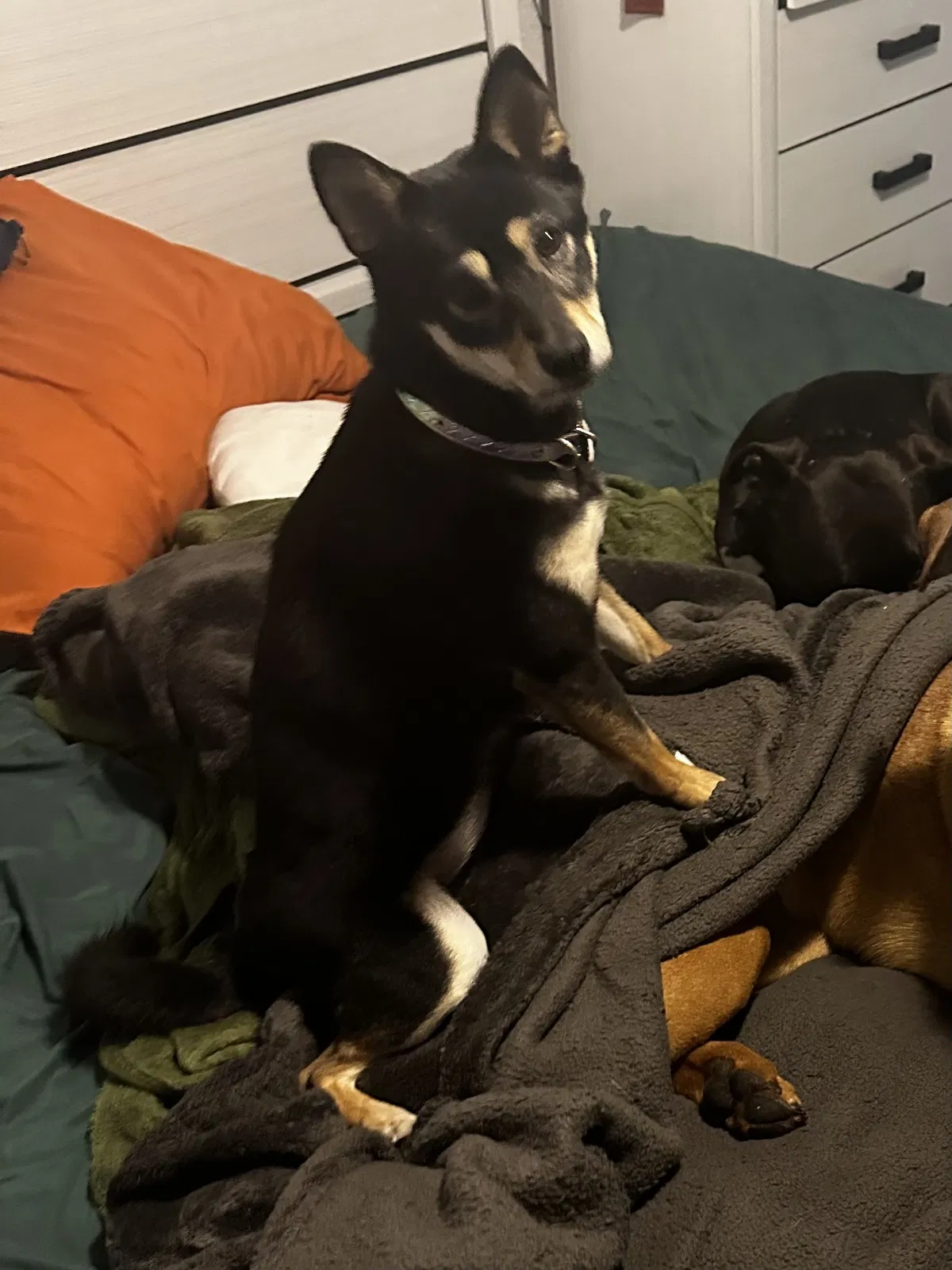 Lost dog in Saint Petersburg, FL, 33703