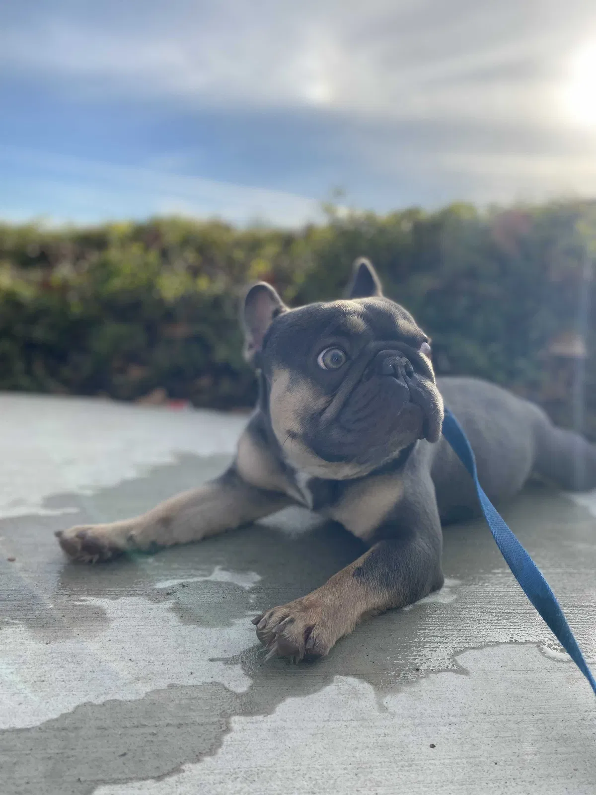 Lost dog in Redlands, CA, 92374