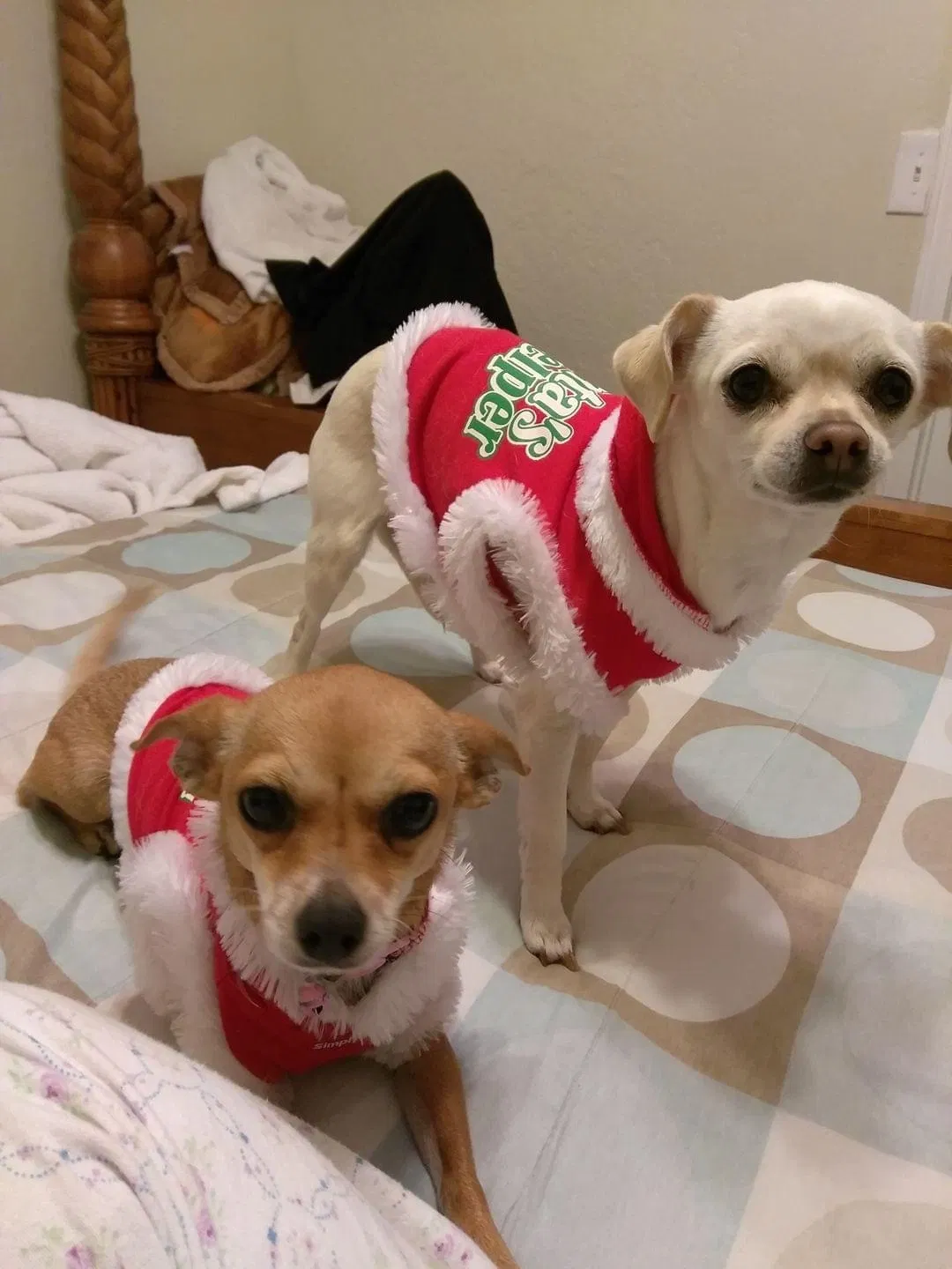 Lost dog in Bakersfield, CA, 93306
