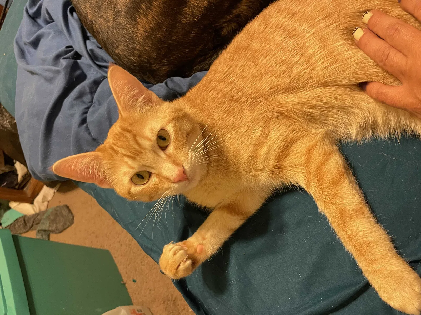 Lost cat in San Antonio, TX, 78250