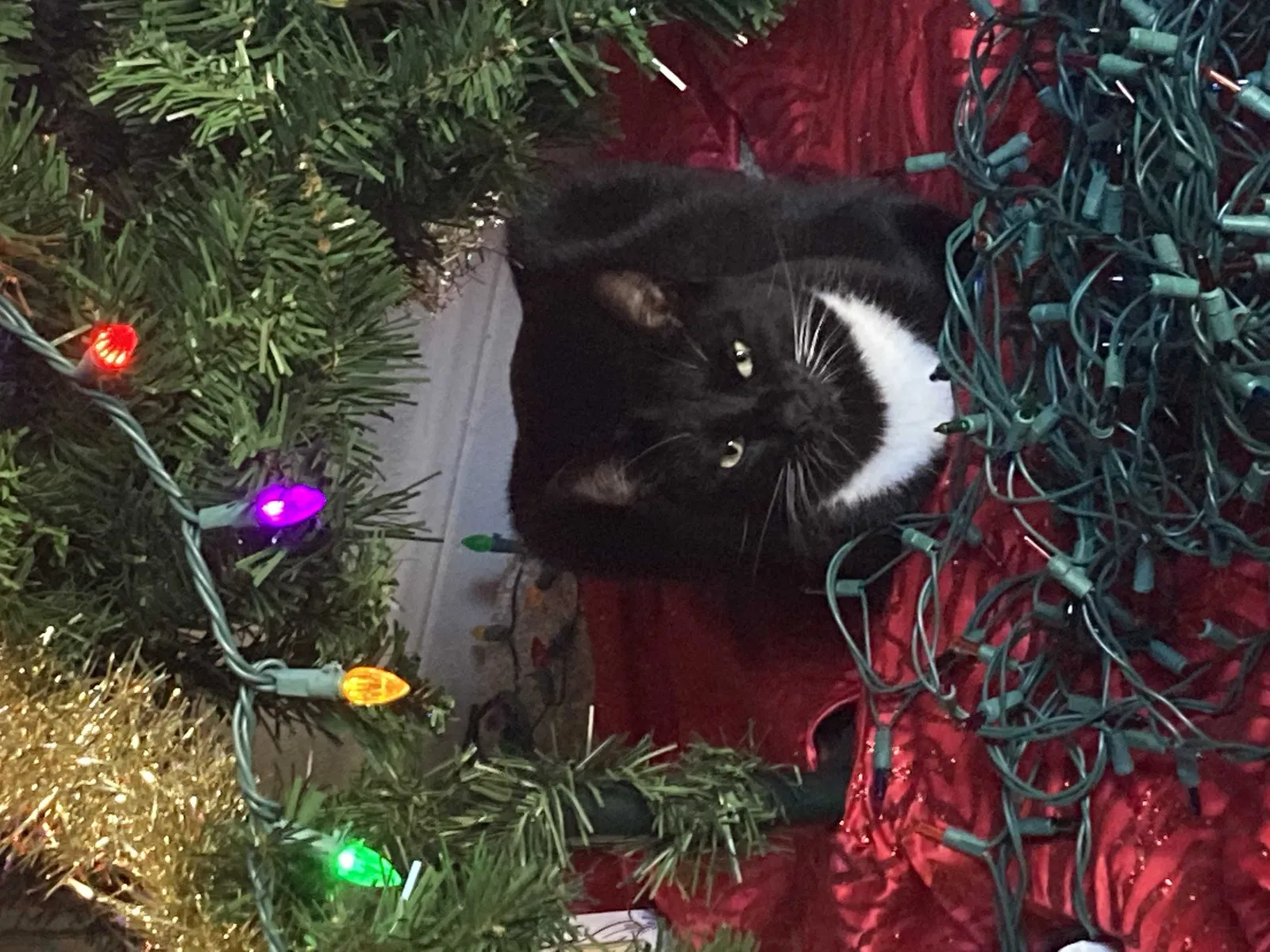 Lost cat in Austin, TX, 78735