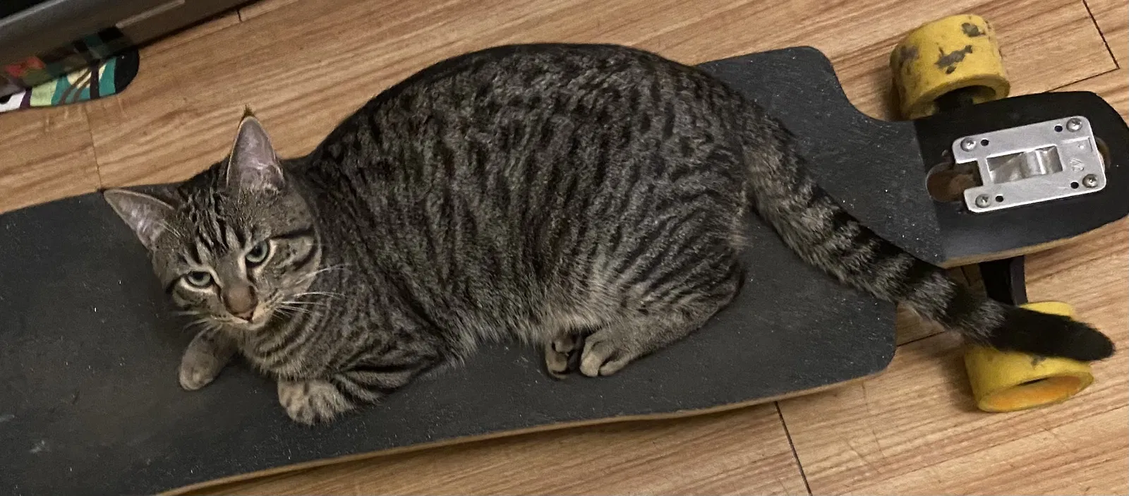 Lost cat in Tacoma, WA, 98409