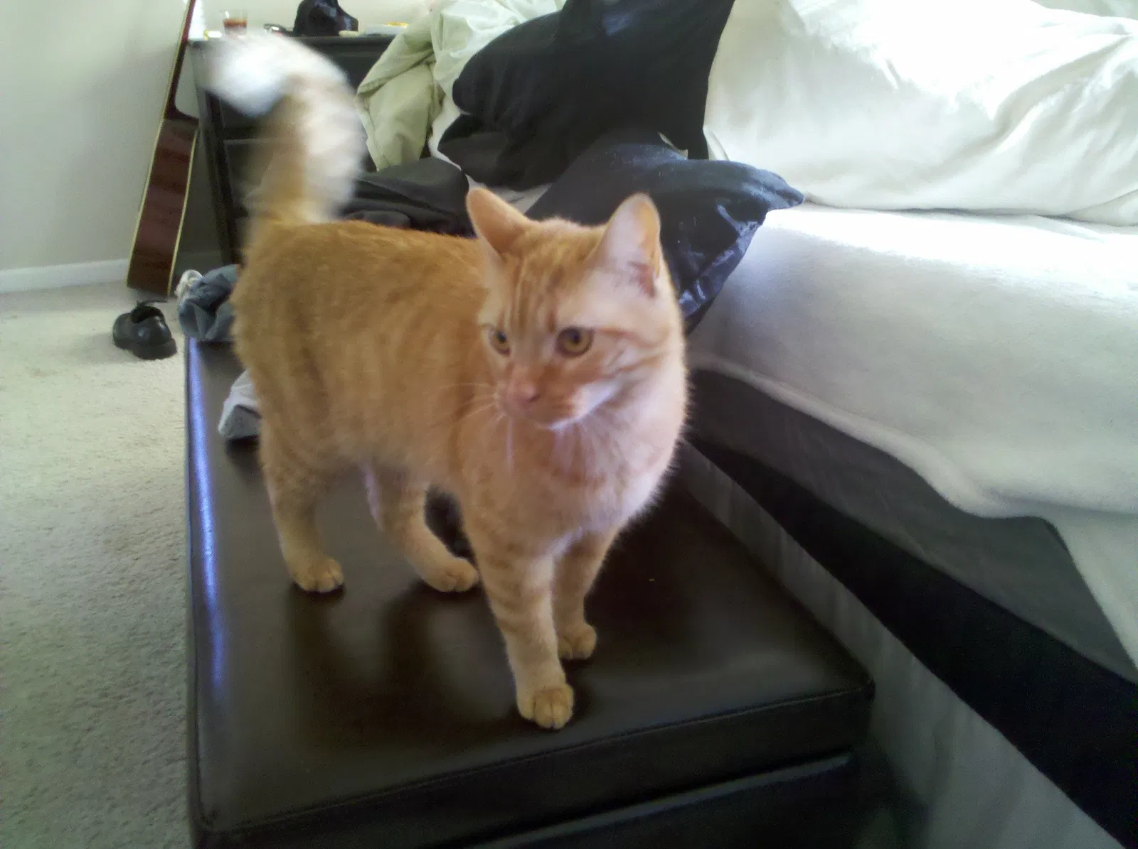 Lost cat in San Francisco, CA, 94132