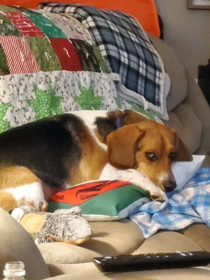Lost dog in Verona, KY, 41092