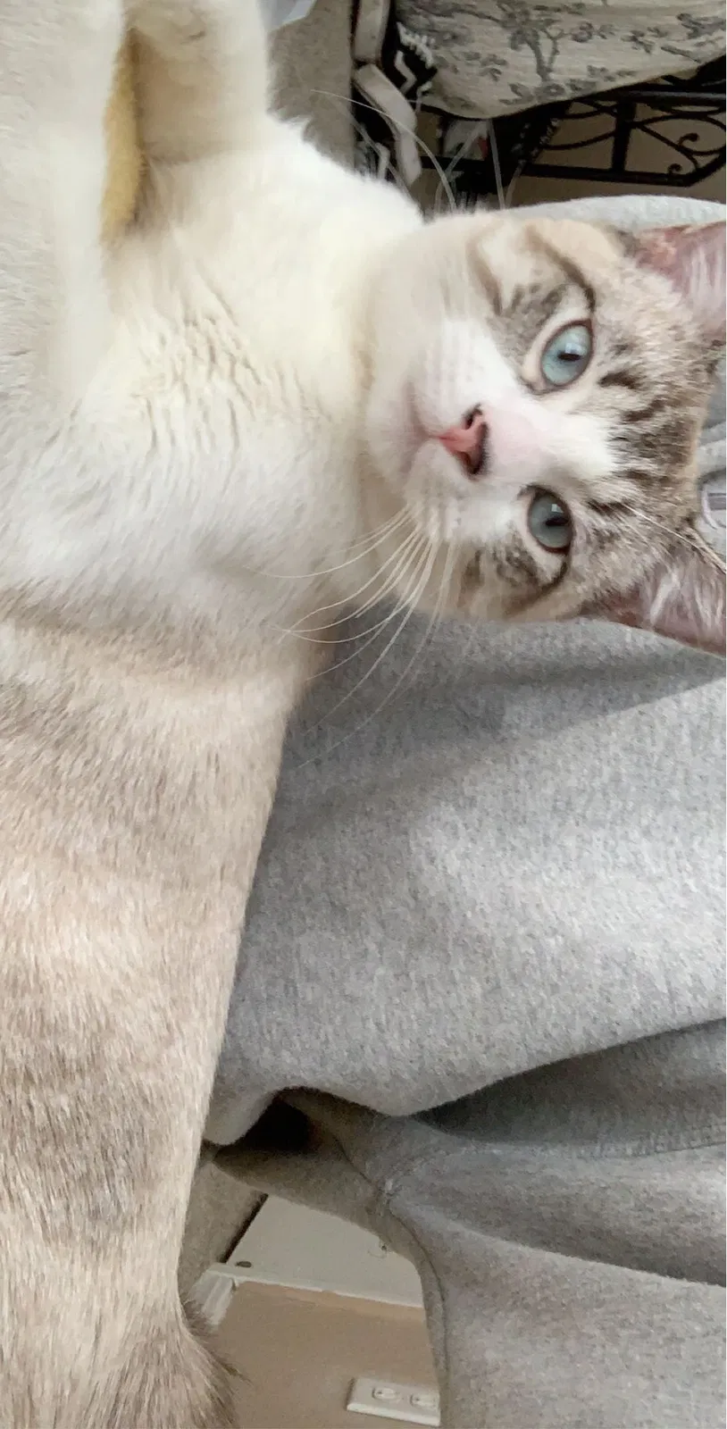 Lost cat in Jenks, OK, 74037