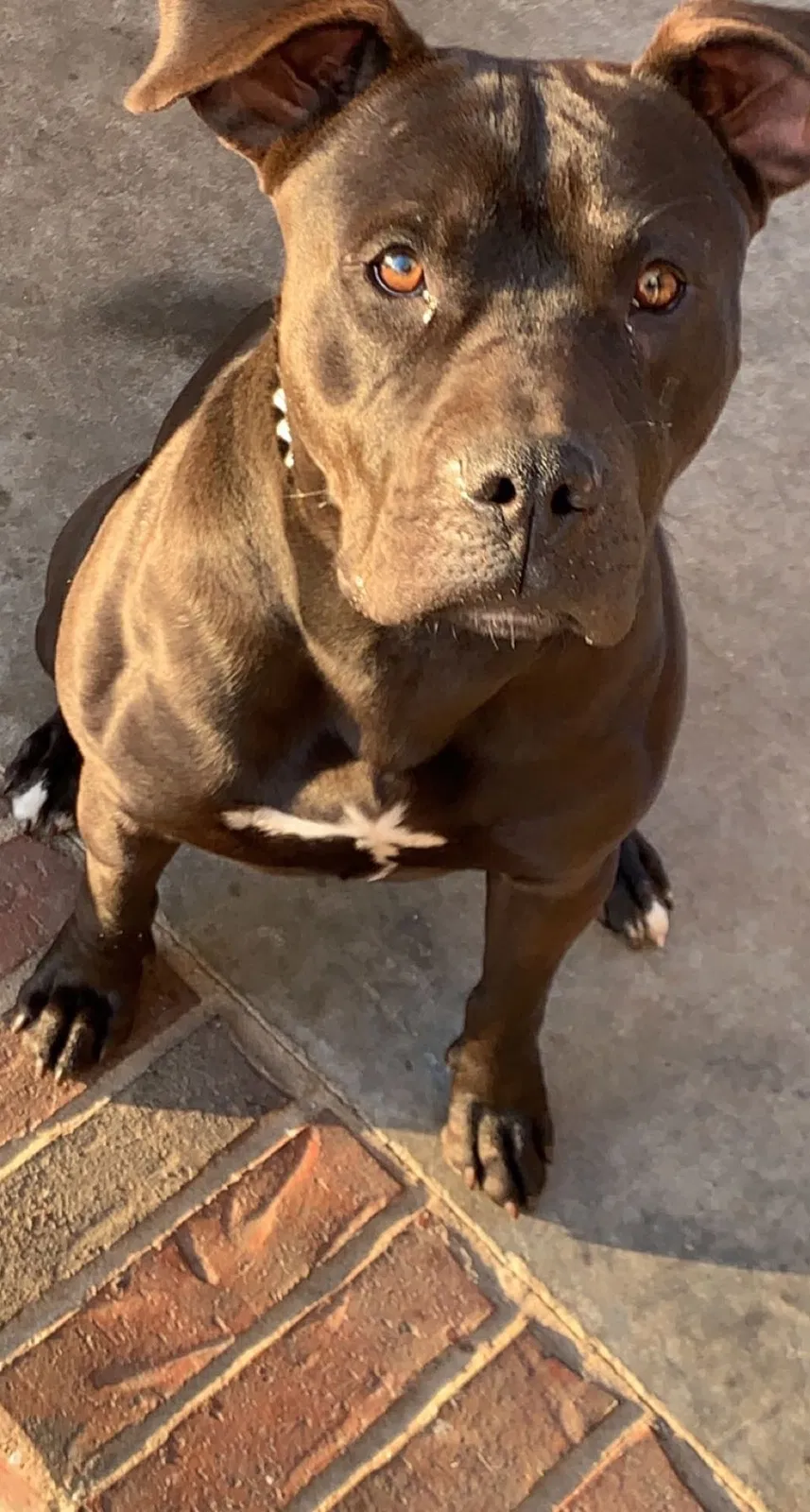 Lost dog in Tulsa, OK, 74115