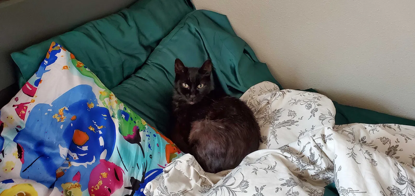 Lost cat in Olympia, WA, 98501