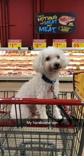Lost dog in Corpus Christi, TX, 78413