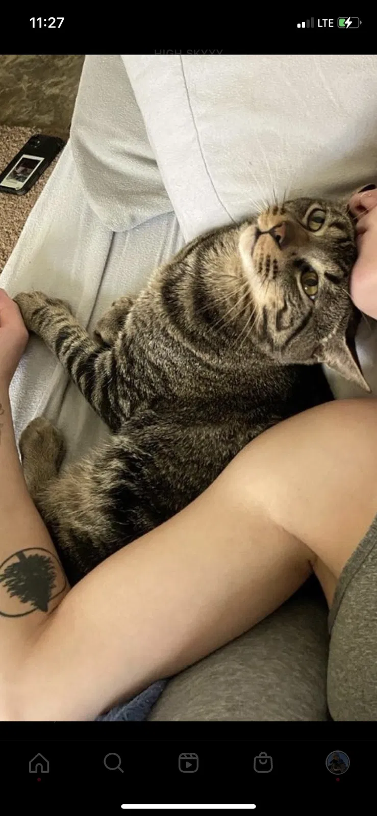 Lost cat in Hillsboro, OR, 97123