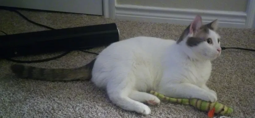 Lost cat in Dallas, TX, 75231