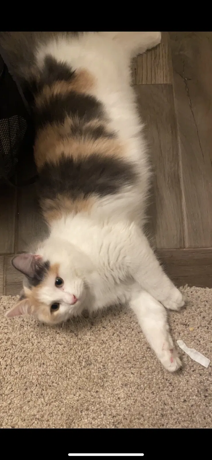 Lost cat in Brighton, MI, 48116