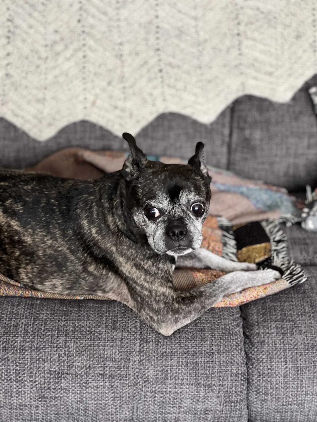 Lost dog in Wisconsin Dells, WI, 53965