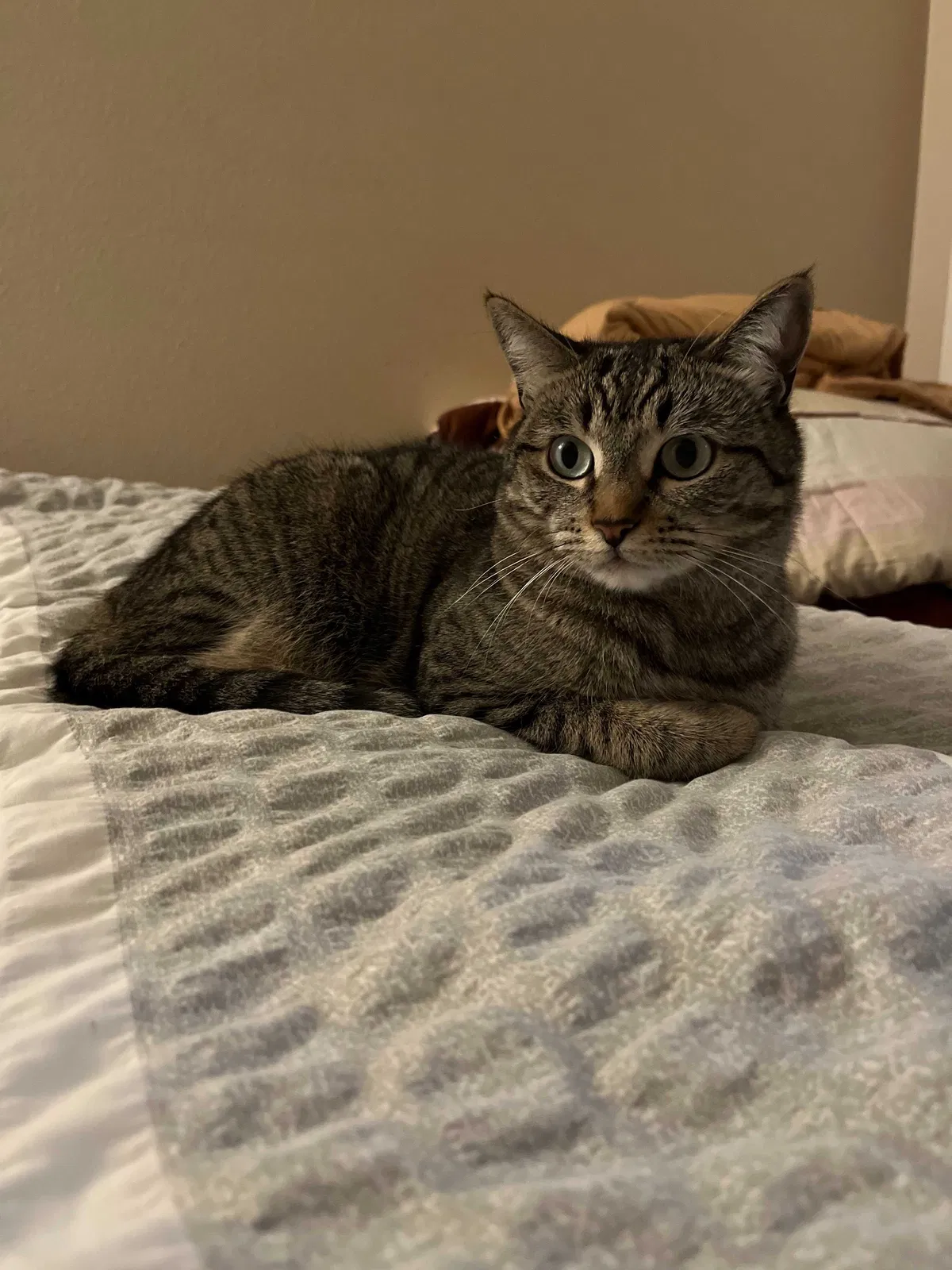Lost cat in Ventura, CA, 93003