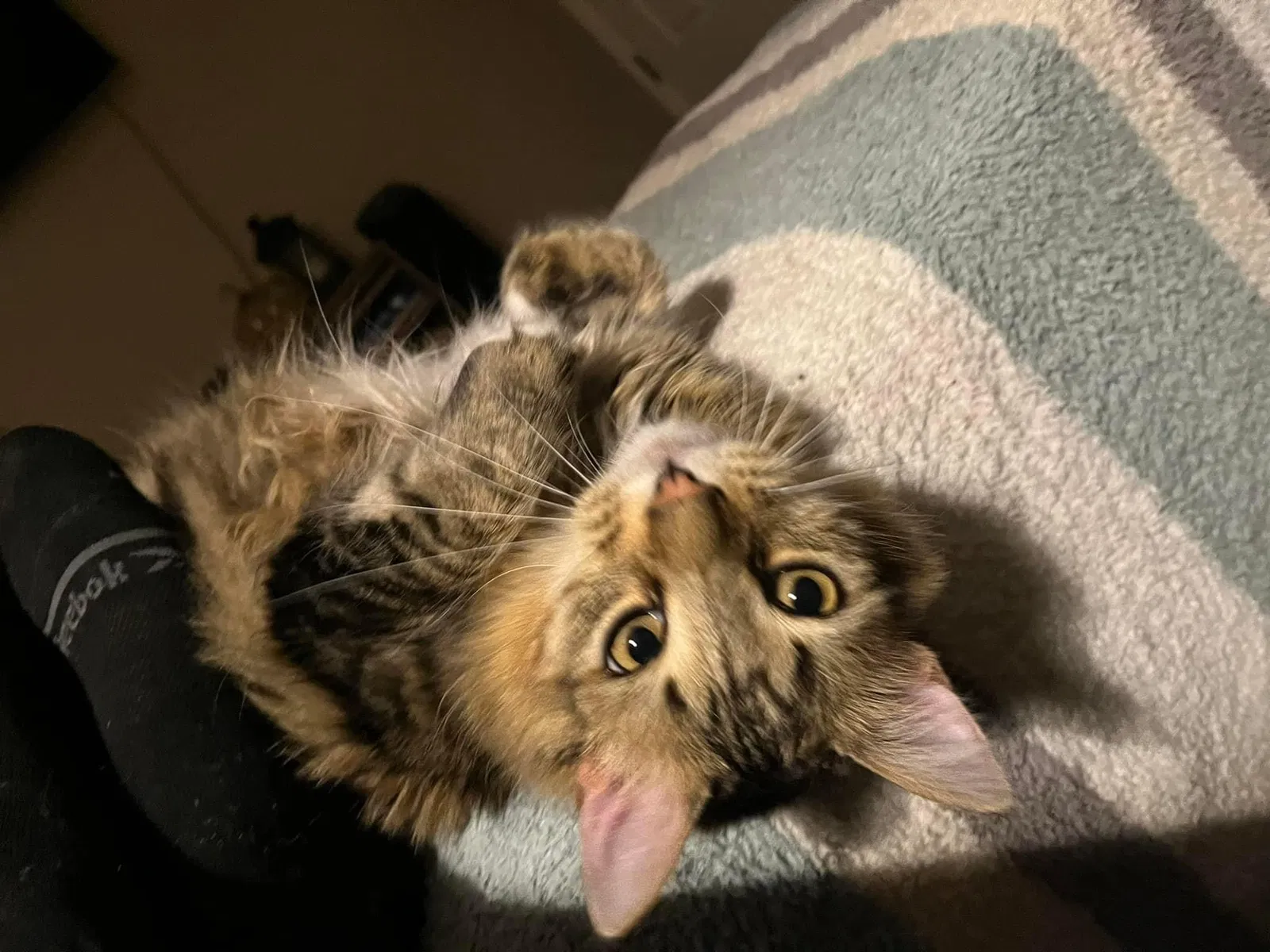 Lost cat in Foley, AL, 36535