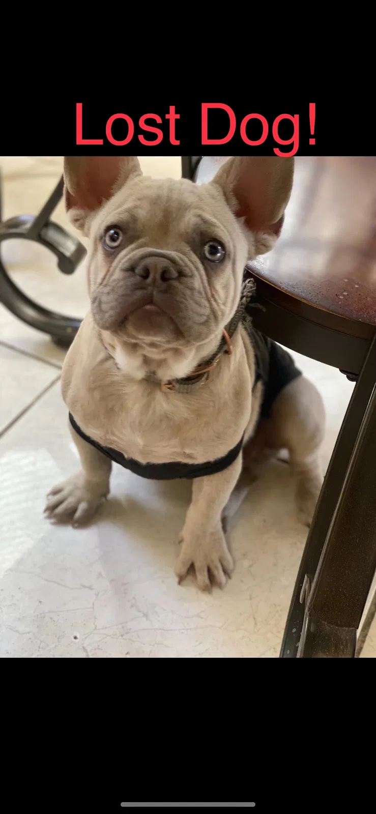 Lost dog in Rialto, CA, 92376