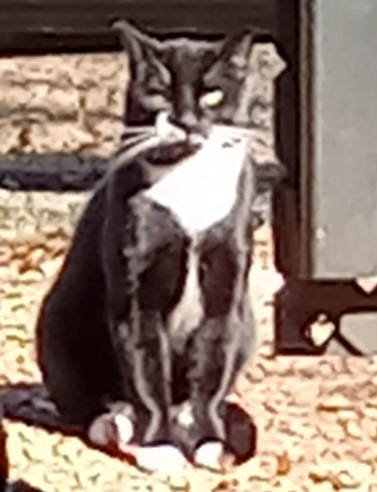 Found cat in Suwanee, GA, 30024