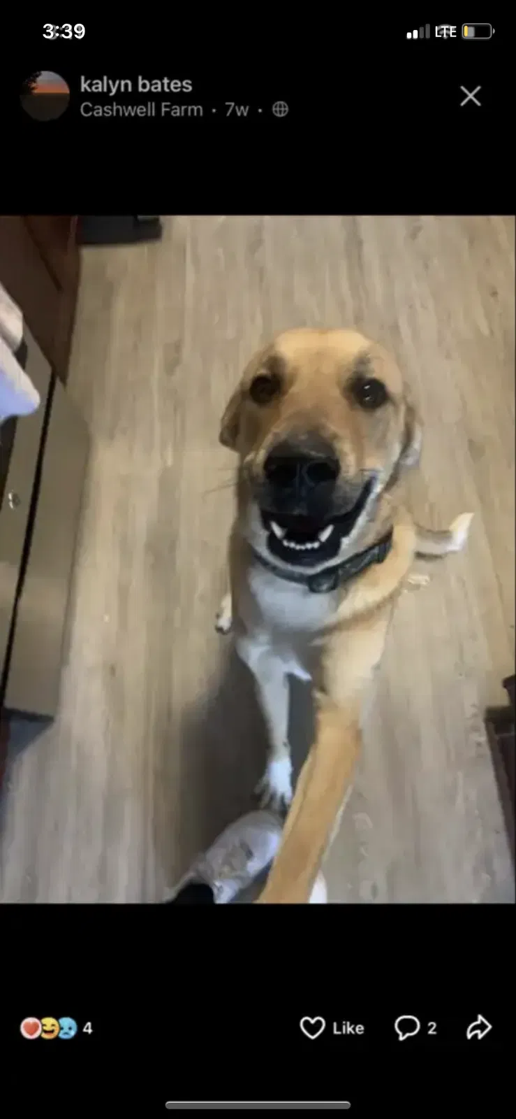 Lost dog in Hope Mills, NC, 28348