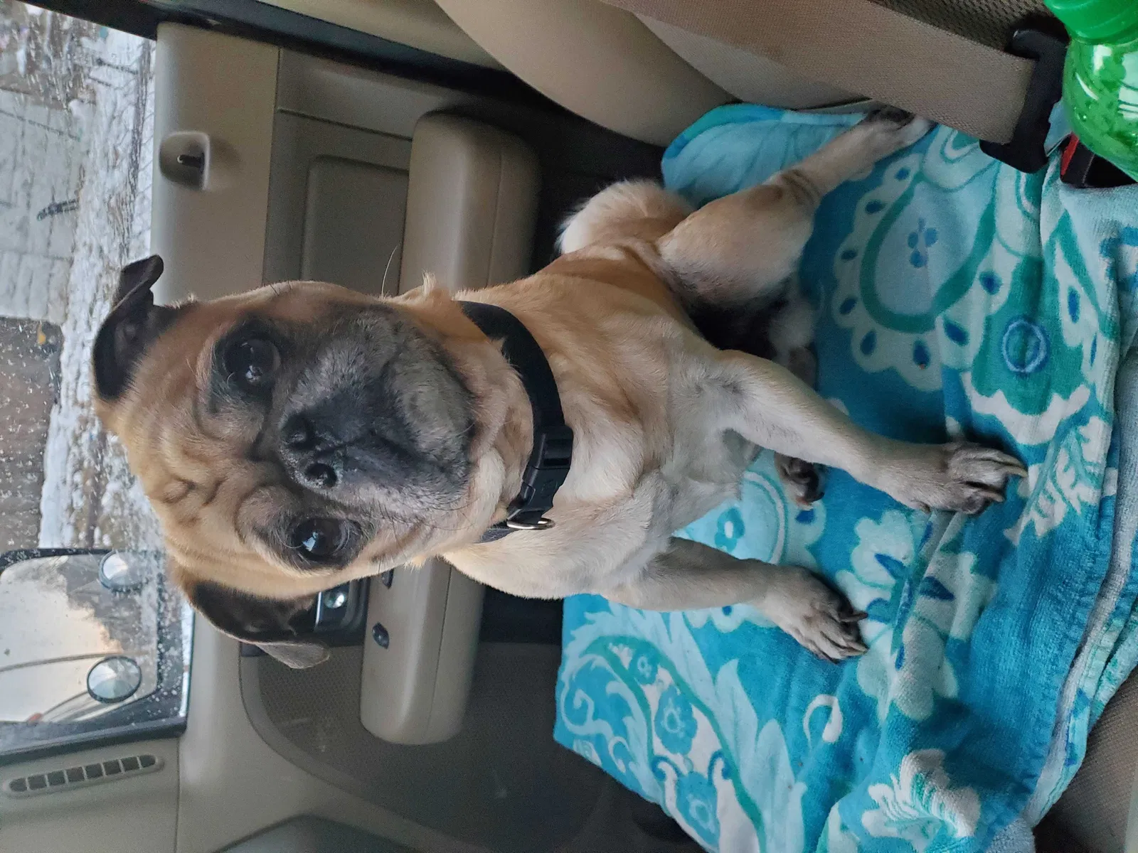 Lost dog in Kansas City, MO, 64128