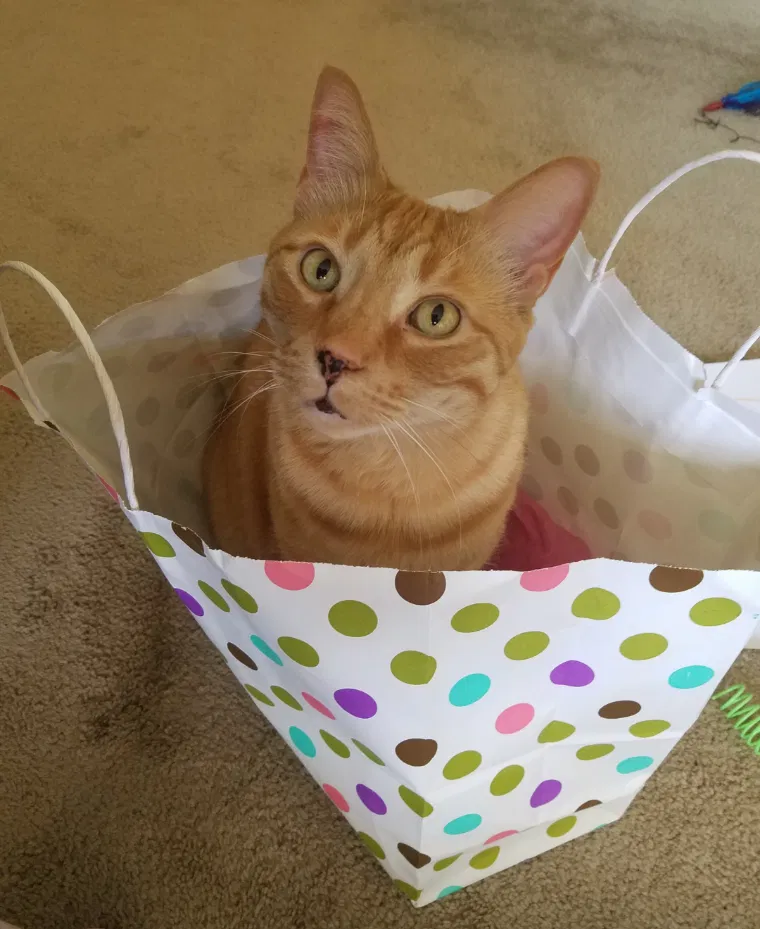 Lost cat in Ferndale, MI, 48220