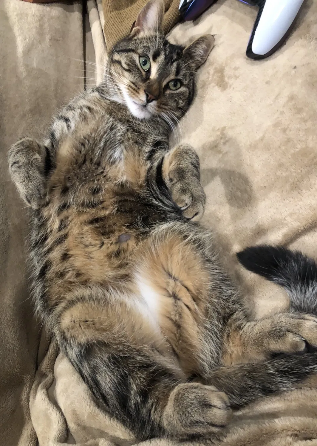Lost cat in Douglassville, PA, 19518