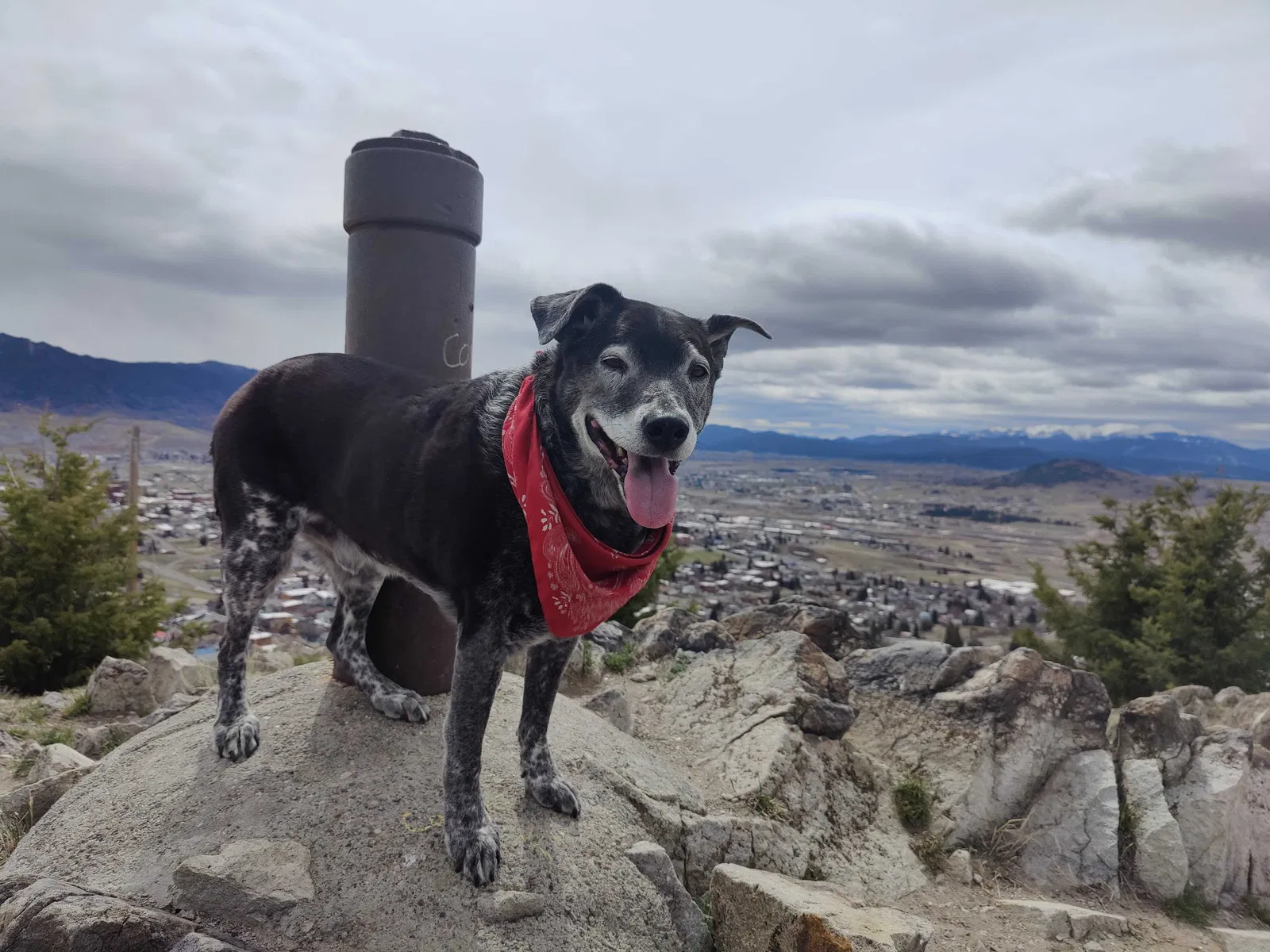 Lost dog in Boise, ID, 83706