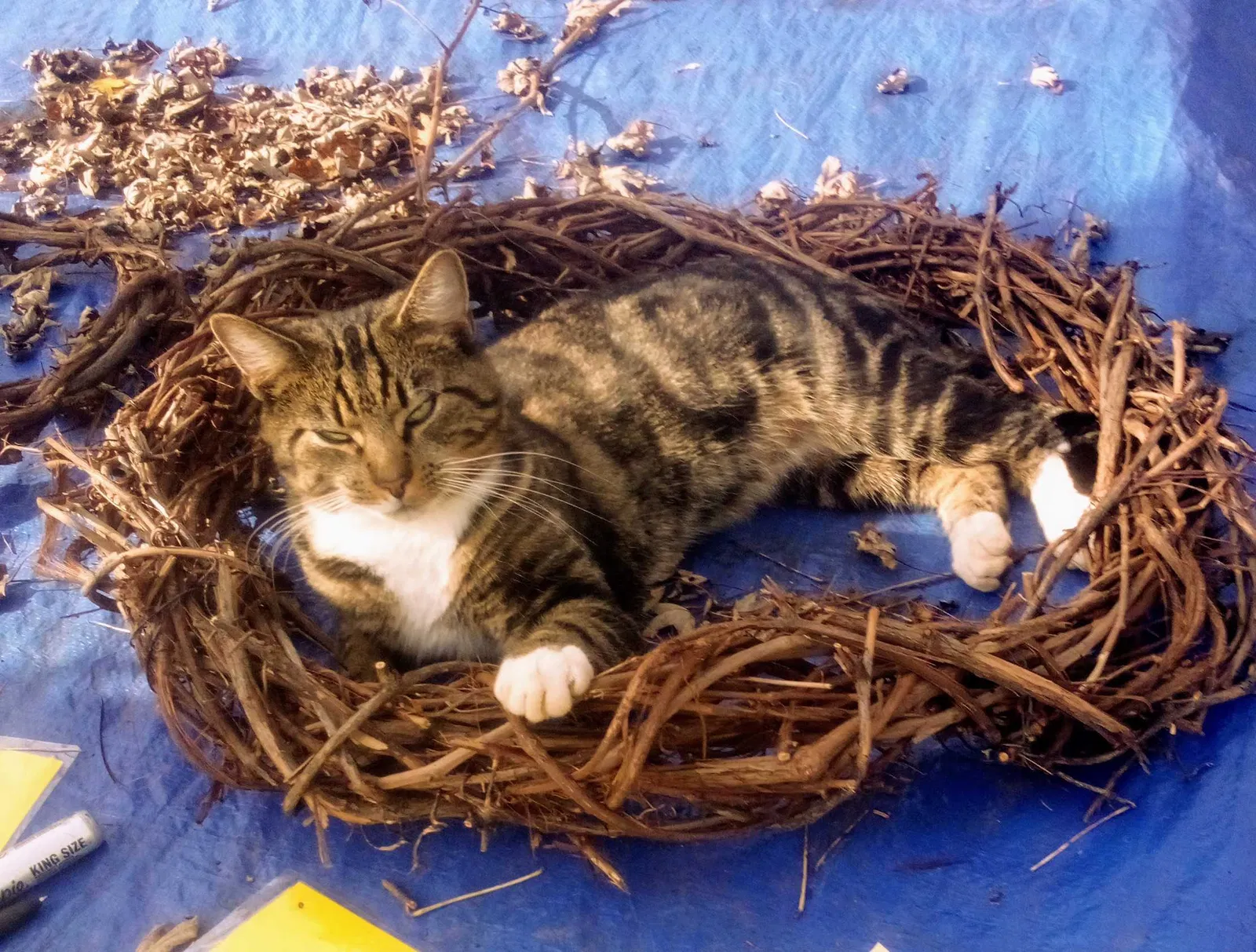 Lost cat in Bolivar, OH, 44612