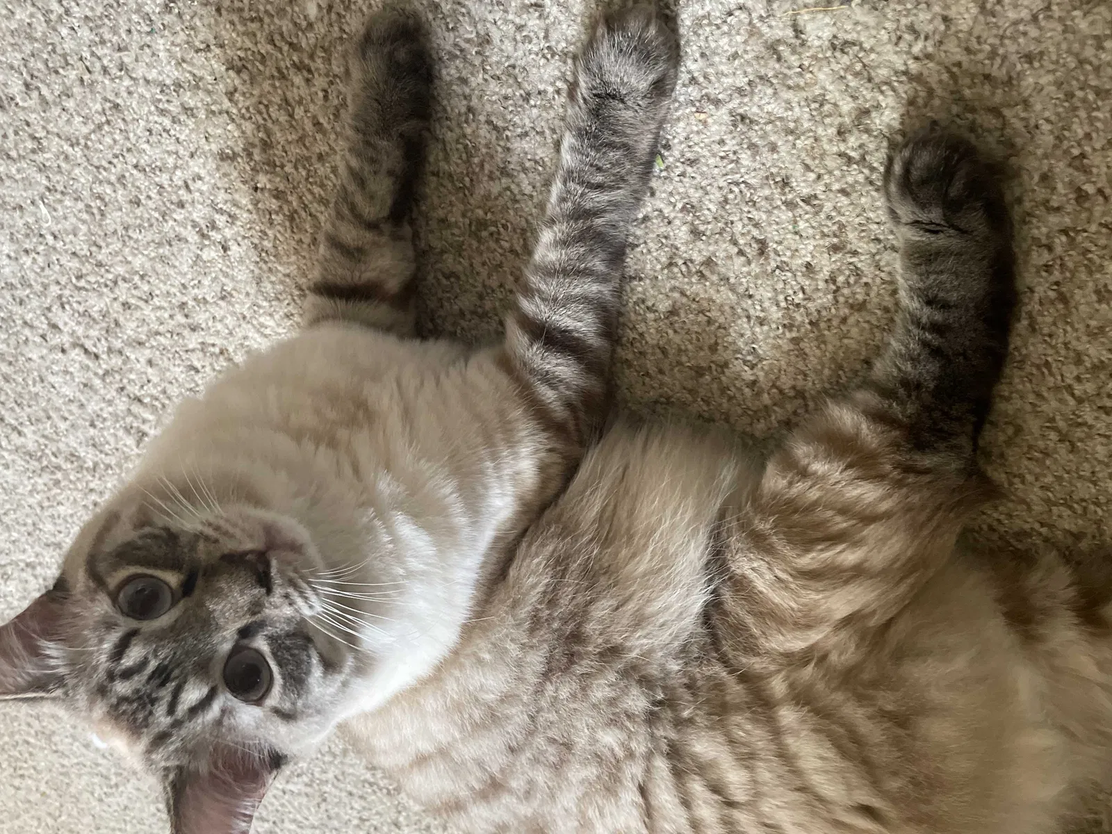 Lost cat in Manteca, CA, 95337