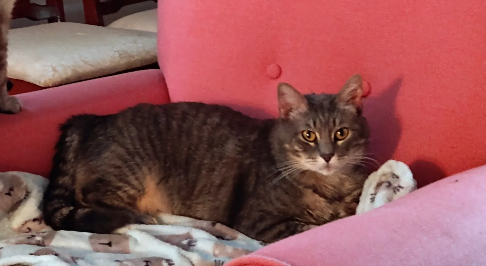 Lost cat in Haltom City, TX, 76117