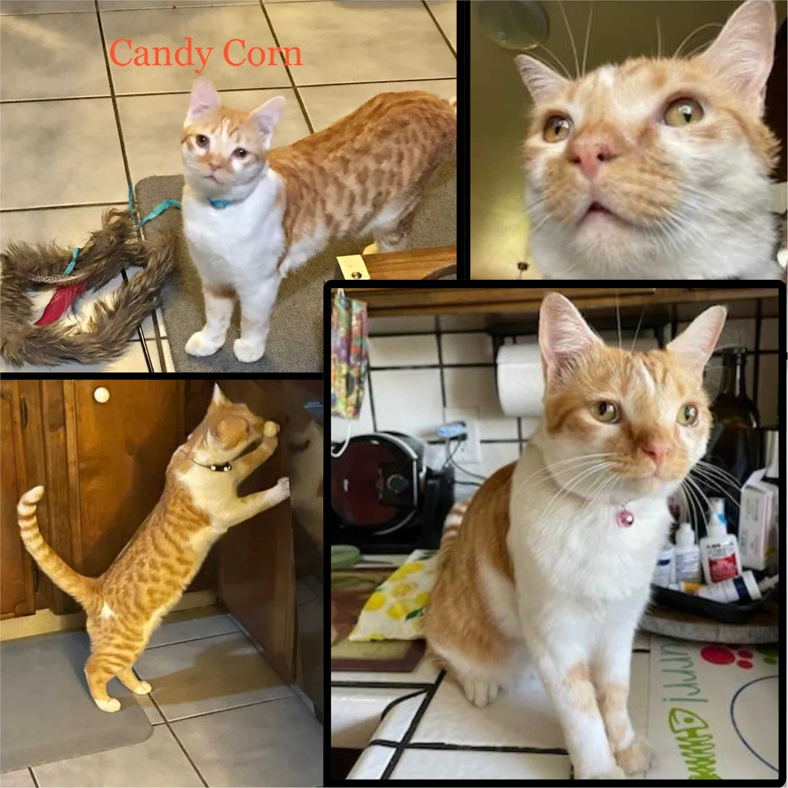 Lost cat in Merced, CA, 95348