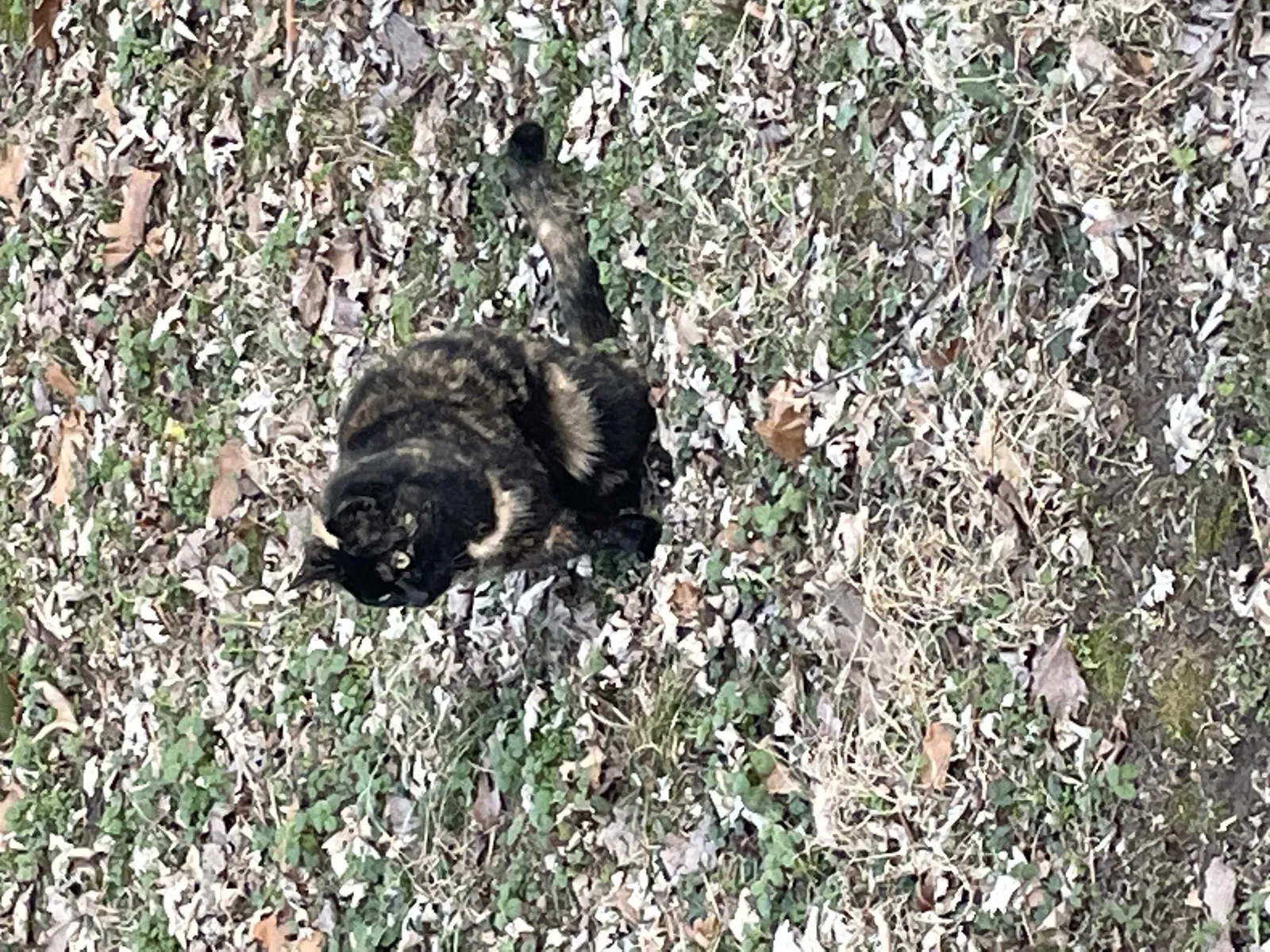 Found cat in Gentry, AR, 72734