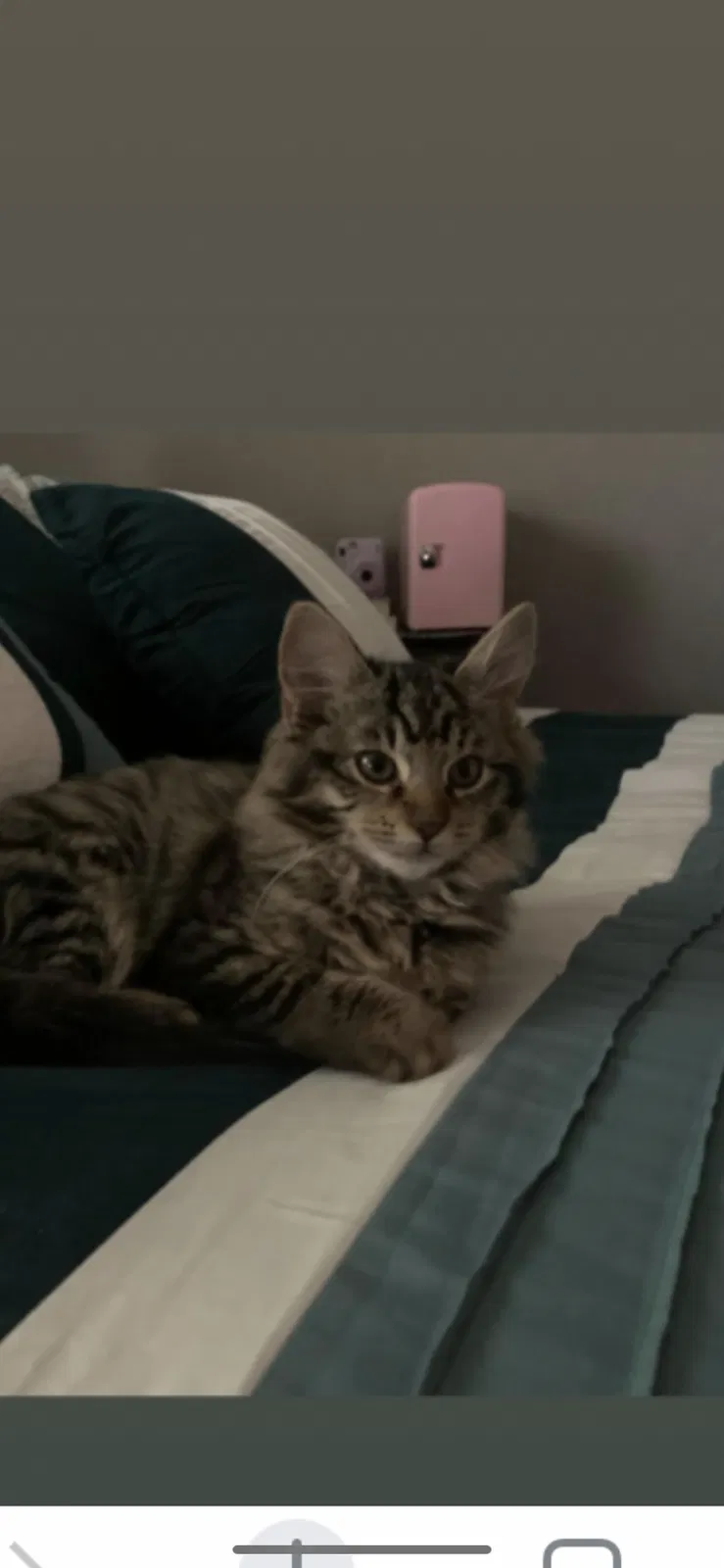 Lost cat in Auburndale, FL, 33823