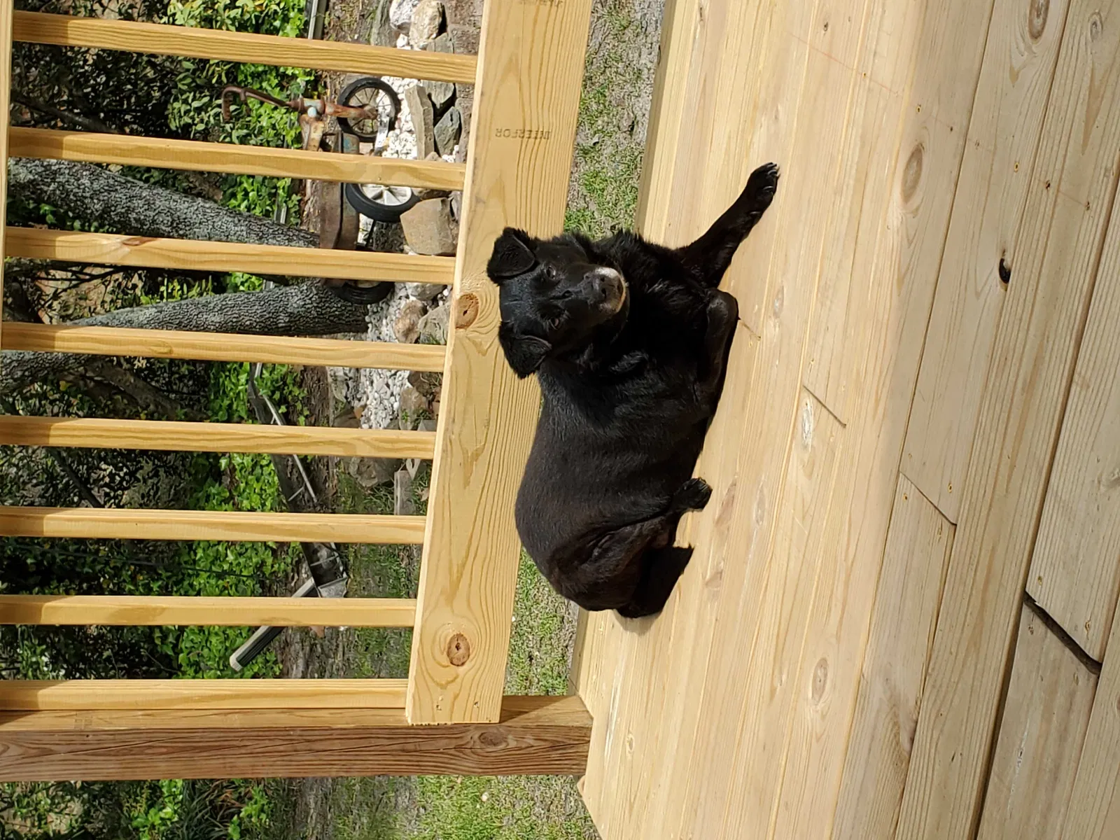 Lost dog in Aberdeen, NC, 28315