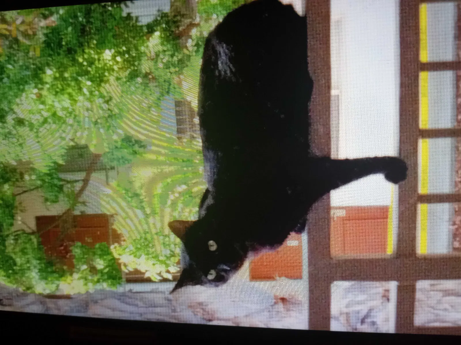 Lost cat in Stanton, CA, 90680