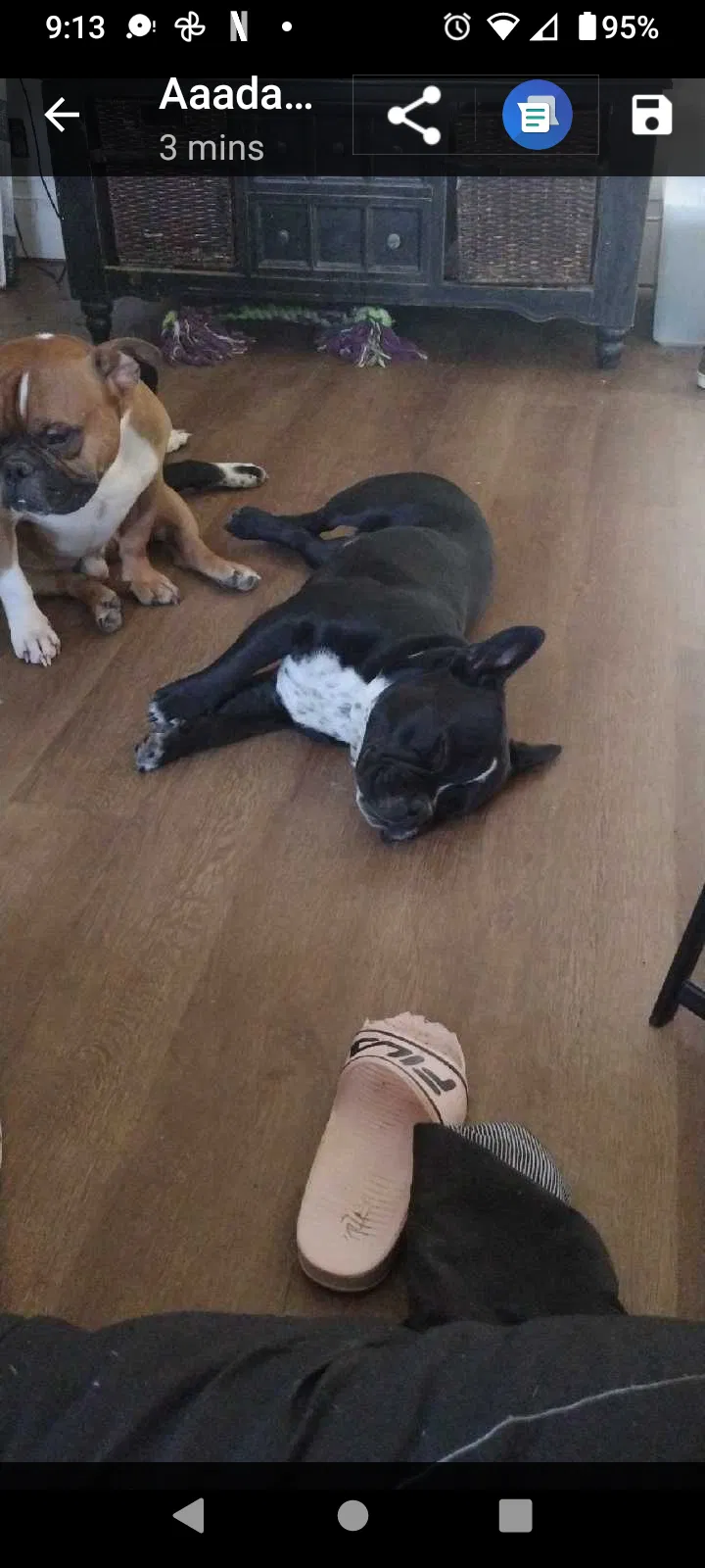 Lost dog in Topeka, KS, 66609