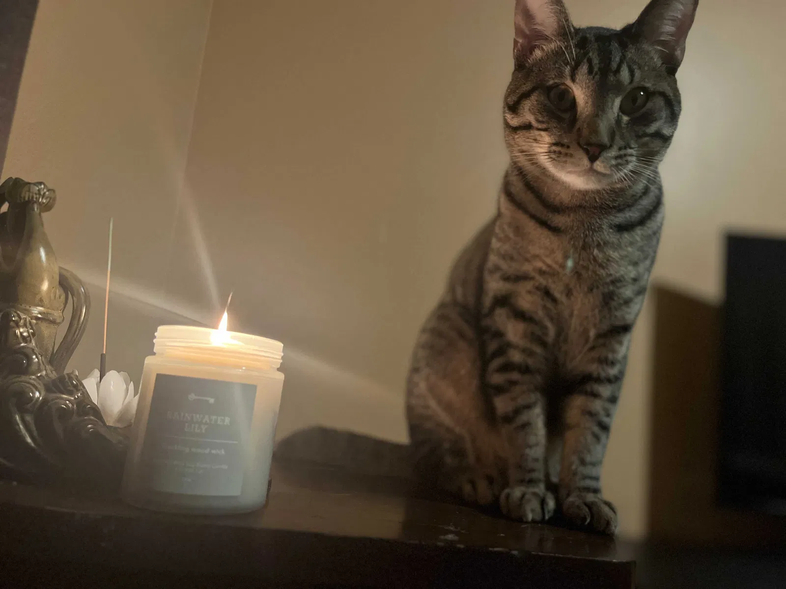 Lost cat in Simi Valley, CA, 93063