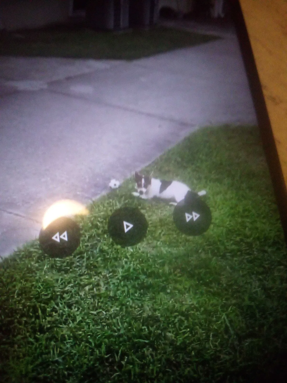 Lost dog in Little Rock, AR, 72204