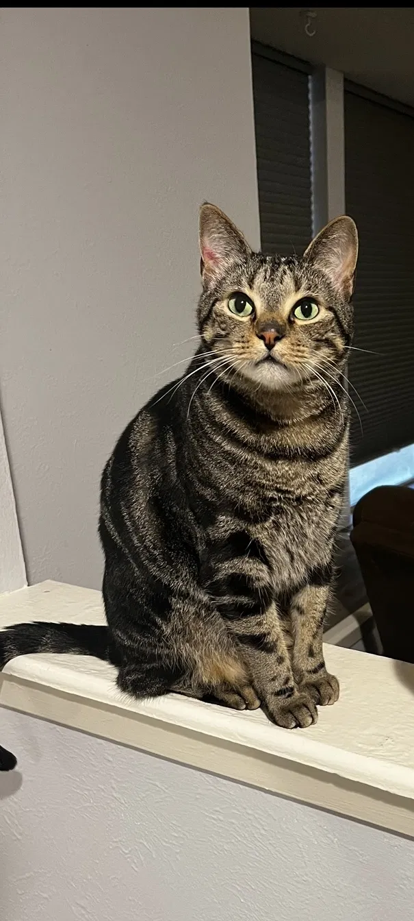 Lost cat in Spring, TX, 77373