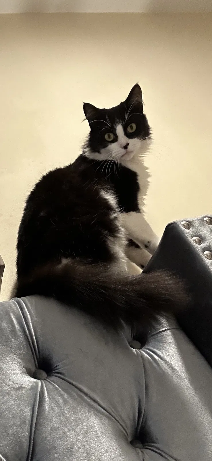 Lost cat in West Palm Beach, FL, 33405