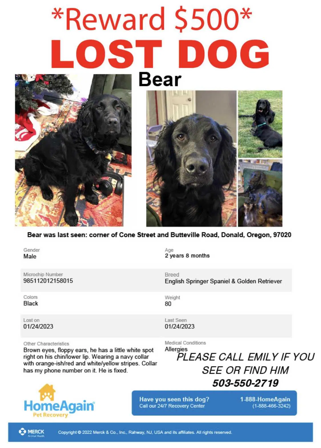 Lost dog in Donald, OR, 97020