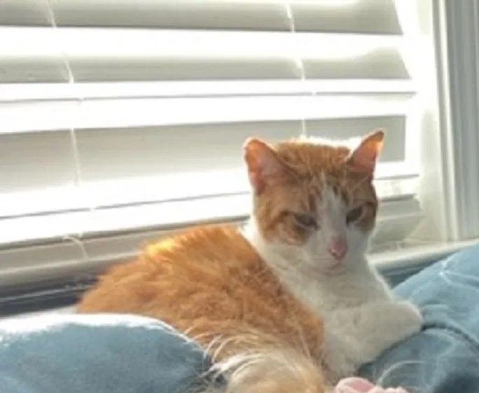 Lost cat in Charleston, SC, 29406